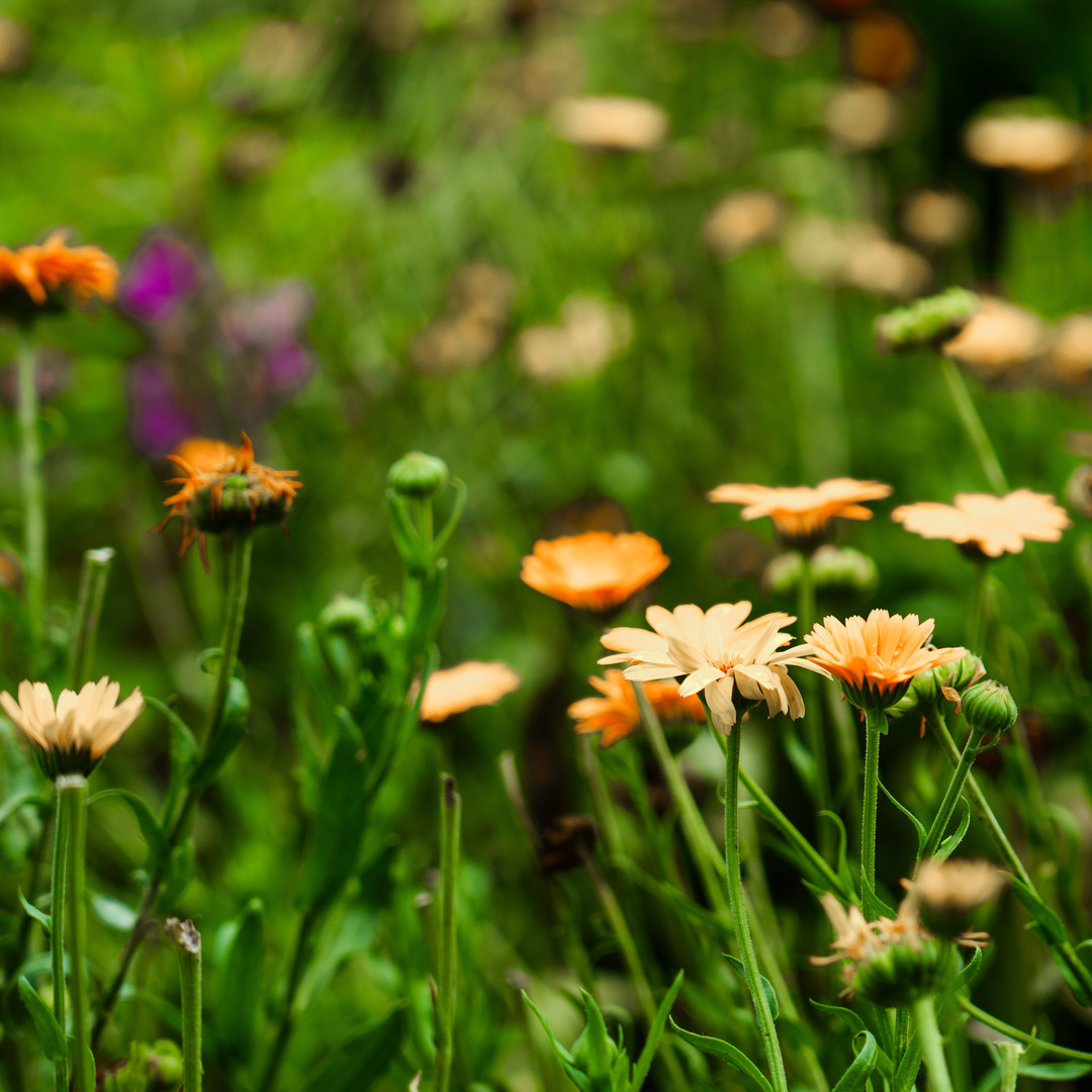 🐝<Apiherb>🌿