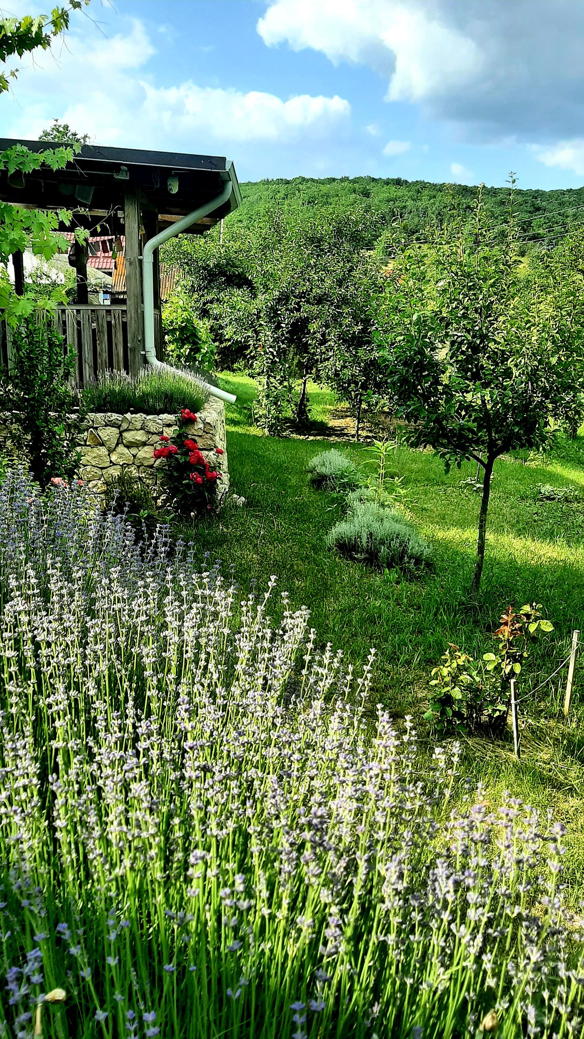 🏡 Villa Radova Căpriana