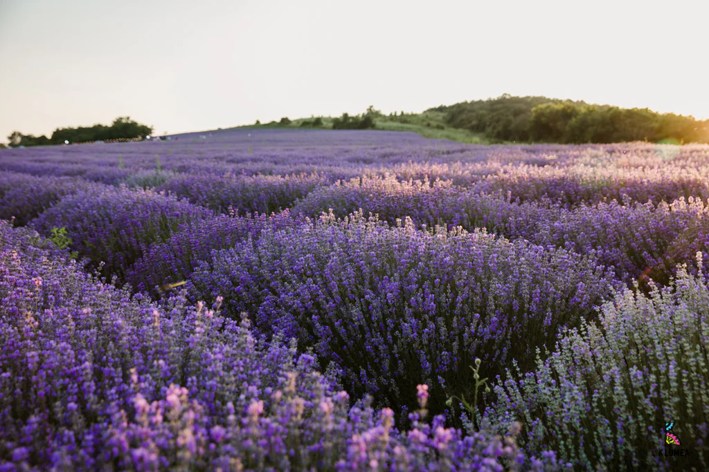 💜 Mov Herbs