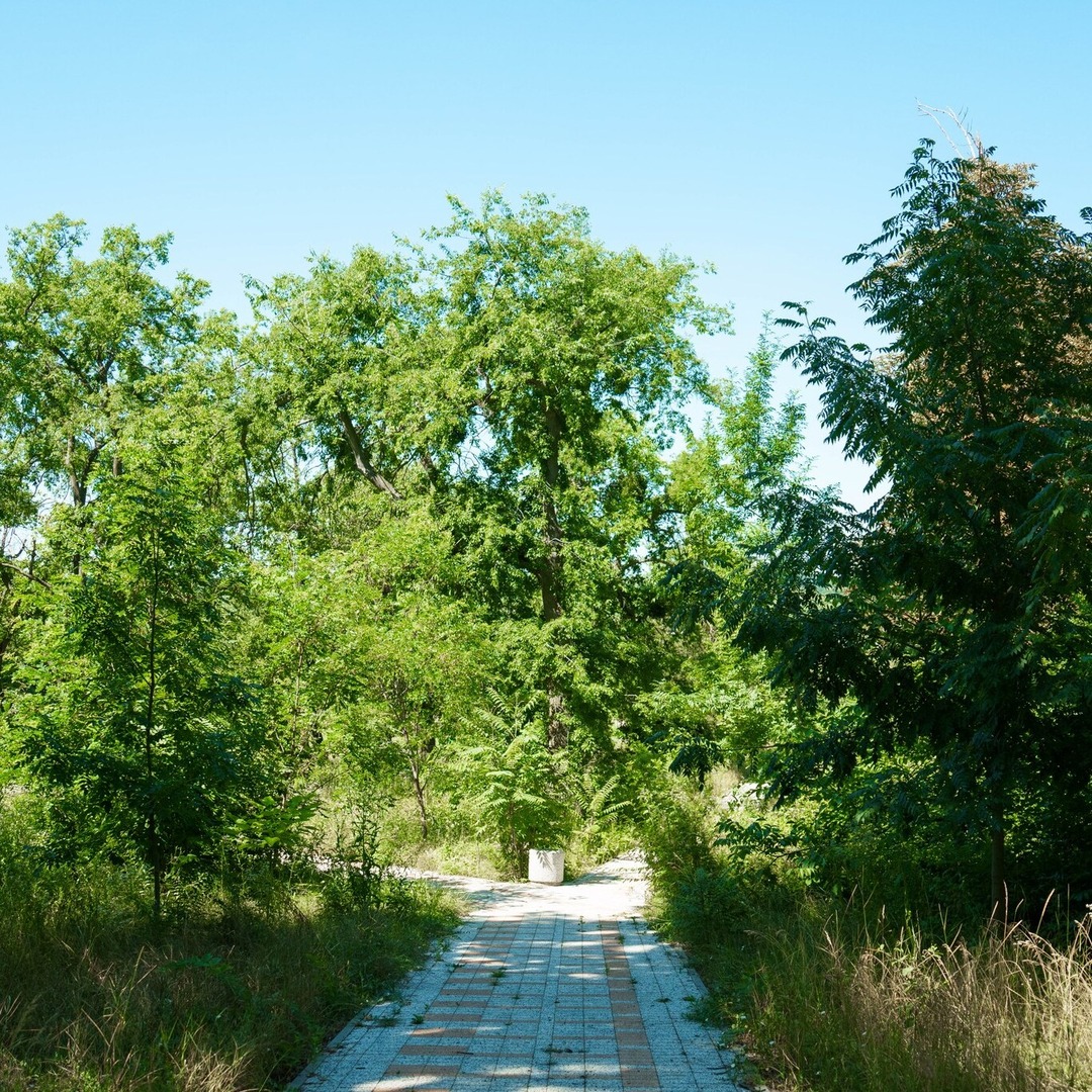 🌳 Parcul din satul Milești 🌳